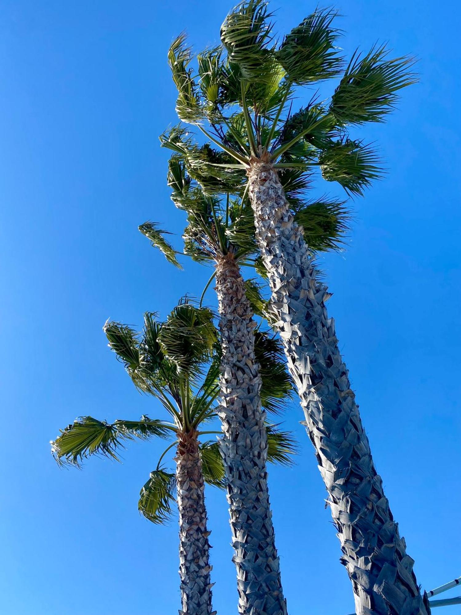 The Grove At Pismo Beach Exterior foto
